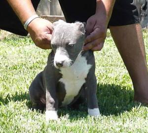 XLpitbullpups